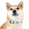 3906297724985564525_4096.webp Patriotic Pups - Dog Collar for 250th Anniversary Celebration